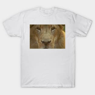 Lion portrait up close T-Shirt